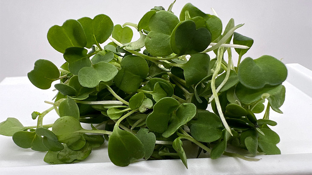 Broccoli Microgreens Health Benefits - Nutrition