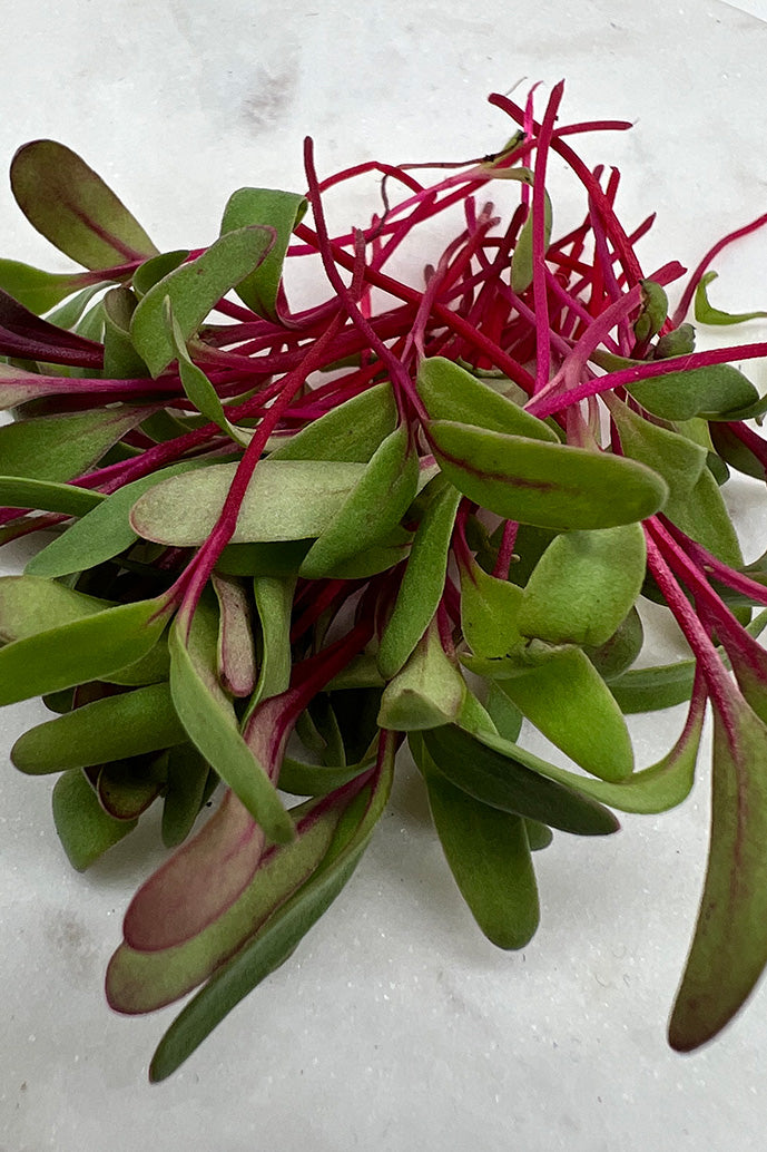 Red Bull Beet Microgreens From Arizona Artisan Microgreens