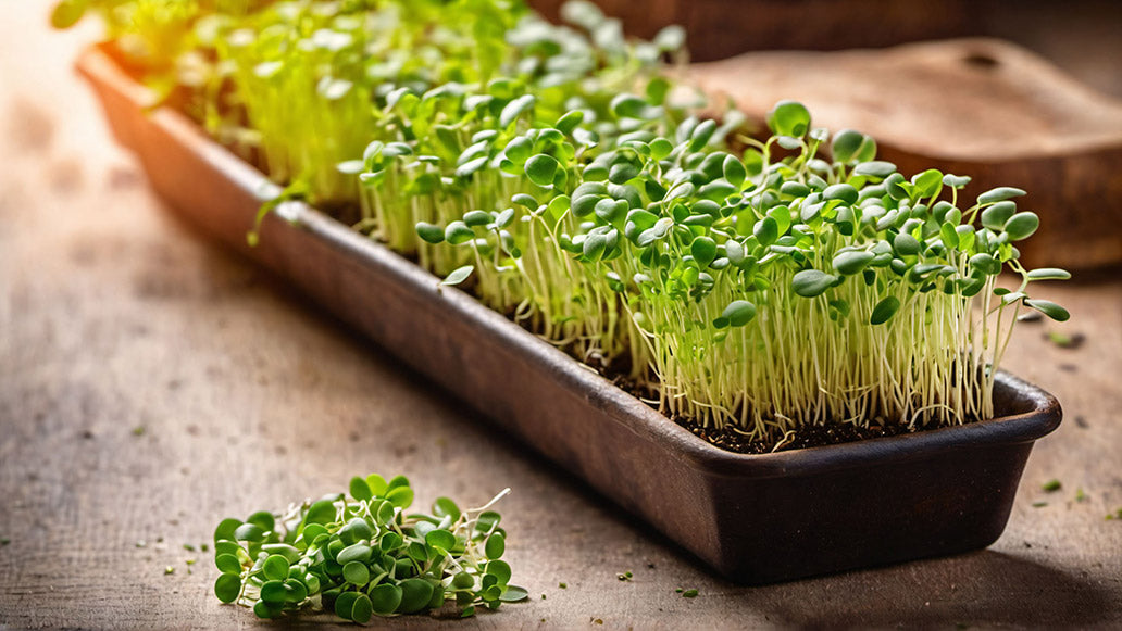 Arizona Artisan Microgreens