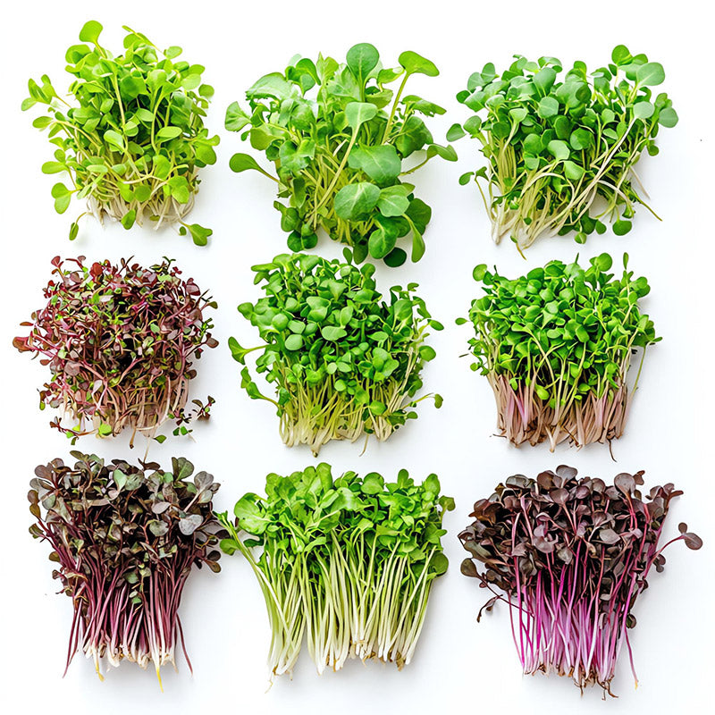 Should Microgreens be in my diet