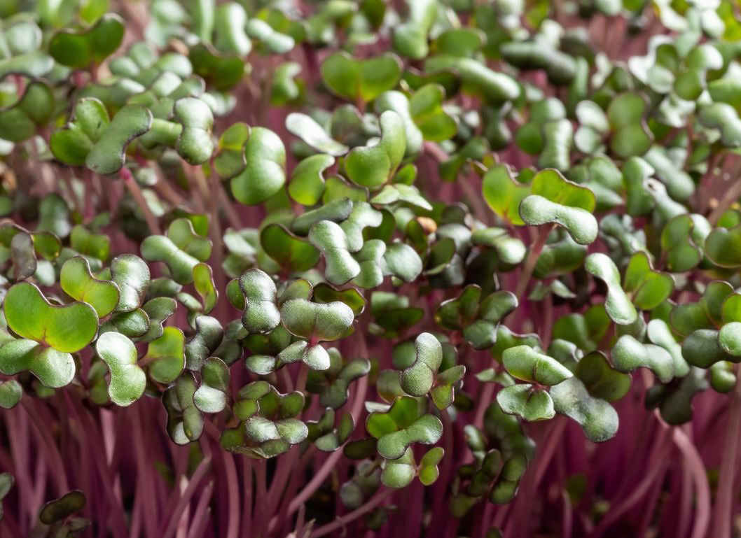 Red Cabbage Microgreens at Arizona Artisan Microgreens