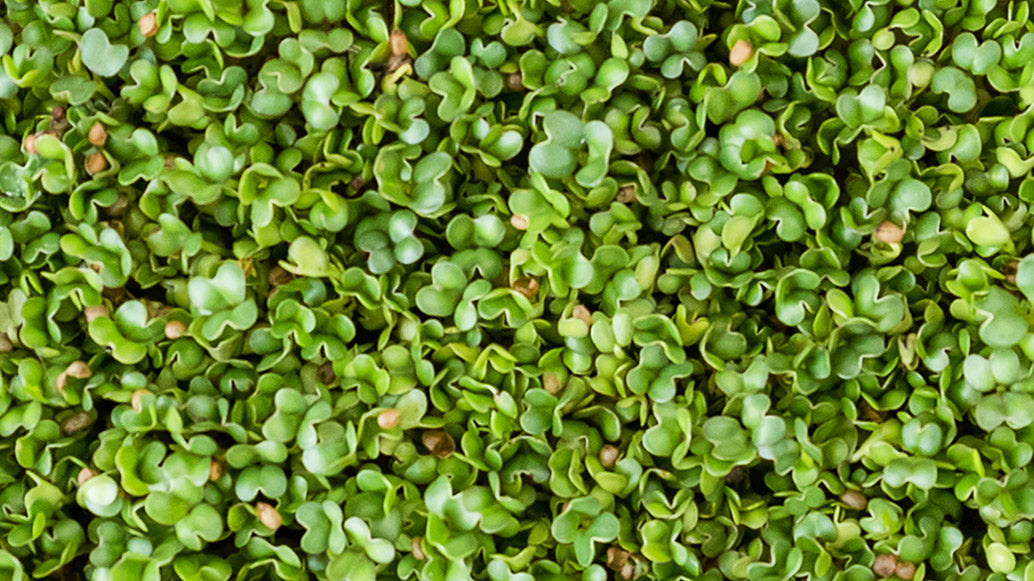 Microgreens at Arizona Artisan Microgreens