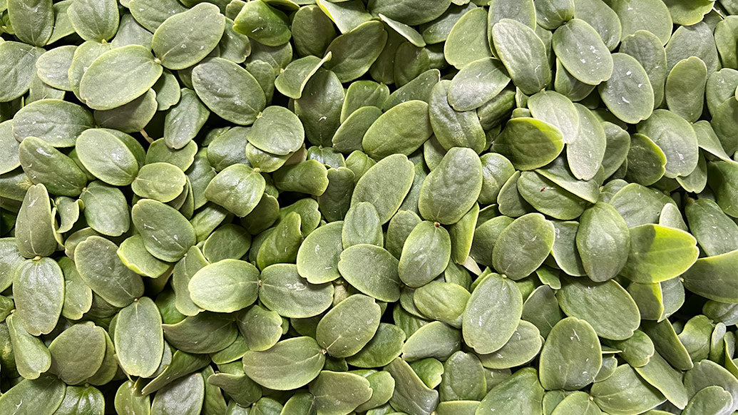 Arizona Artisan Microgreens Cantaloupe -3