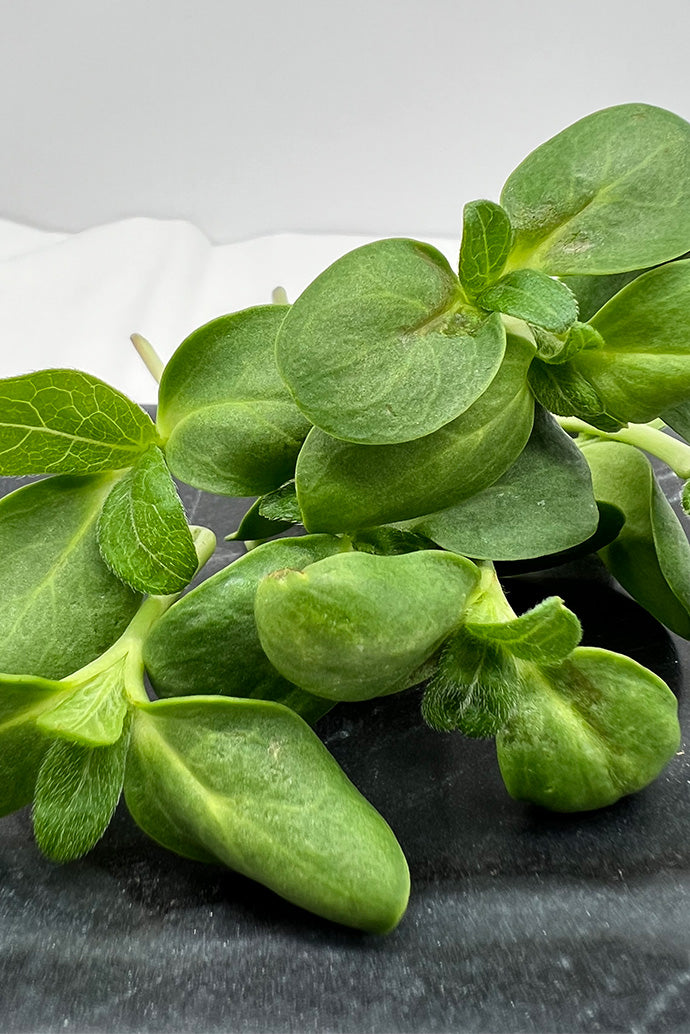 Arizona Artisan Microgreens Cantaloupe -4