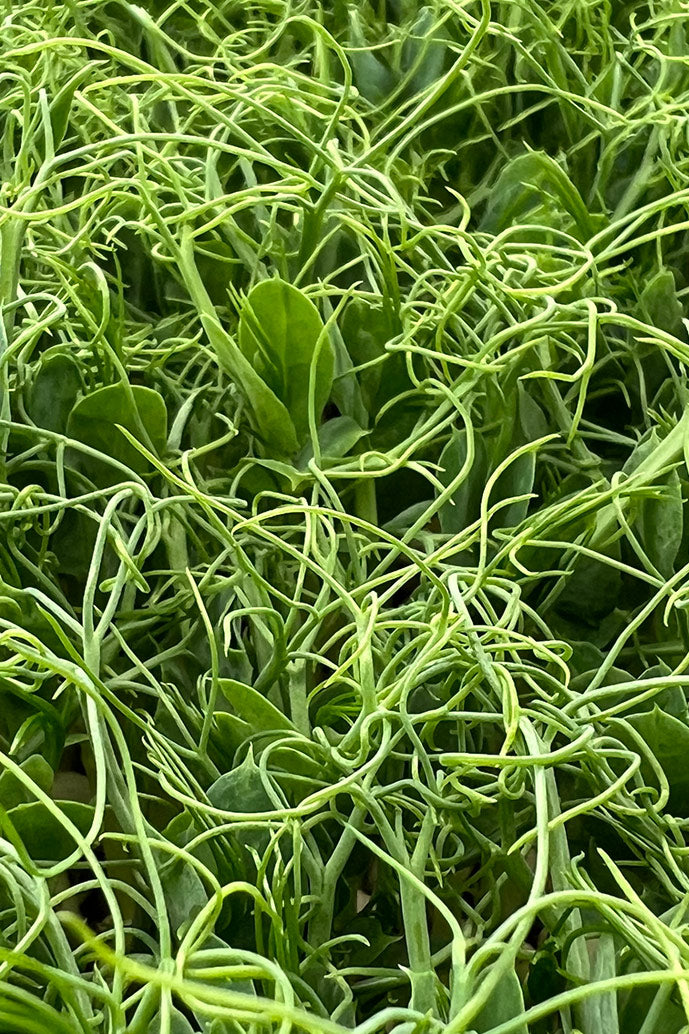 AMA Pea Tendril Microgreens - 2