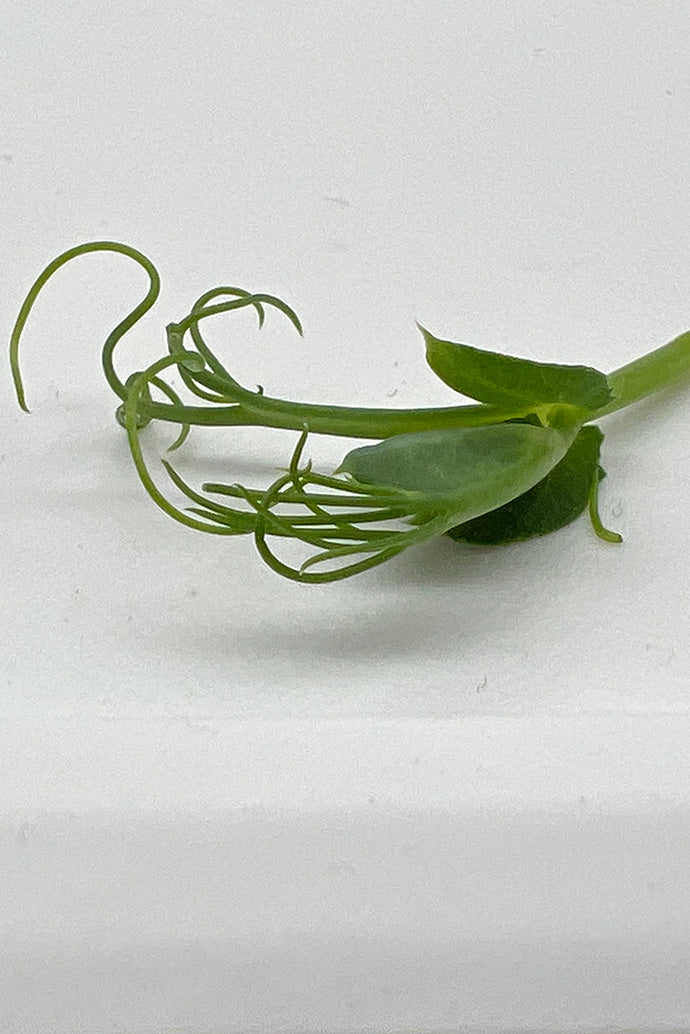 AMA Pea Tendril Microgreens - 3