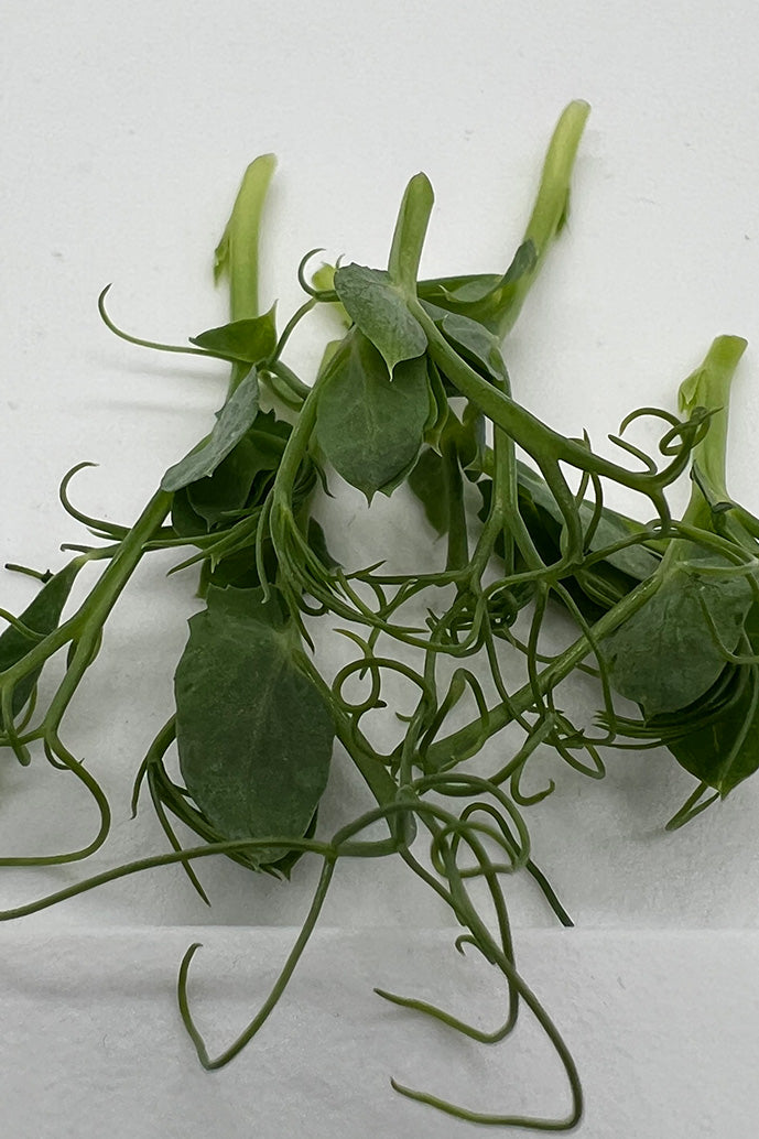 AMA Pea Tendril Microgreens - 4