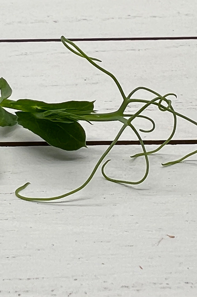 AMA Pea Tendril Microgreens - 6