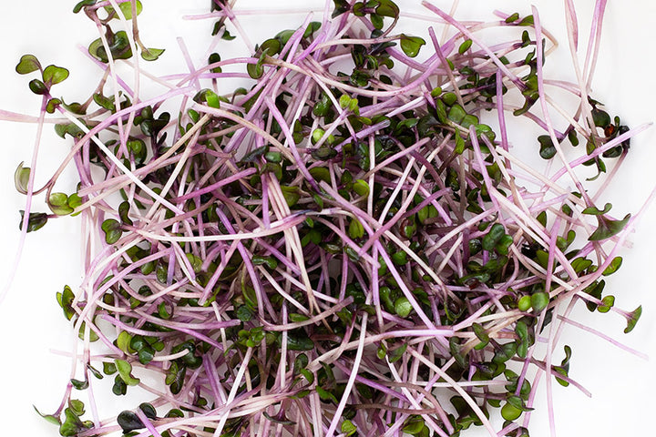 Red Acre Cabbage Microgreens -8