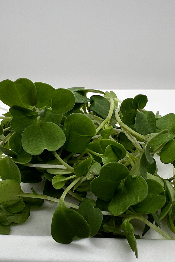 AAM Broccoli Microgreens -3