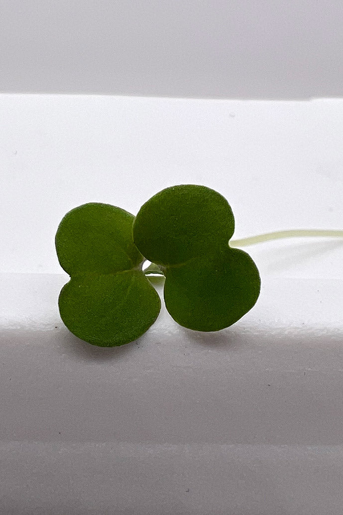 AAM Broccoli Microgreens -4