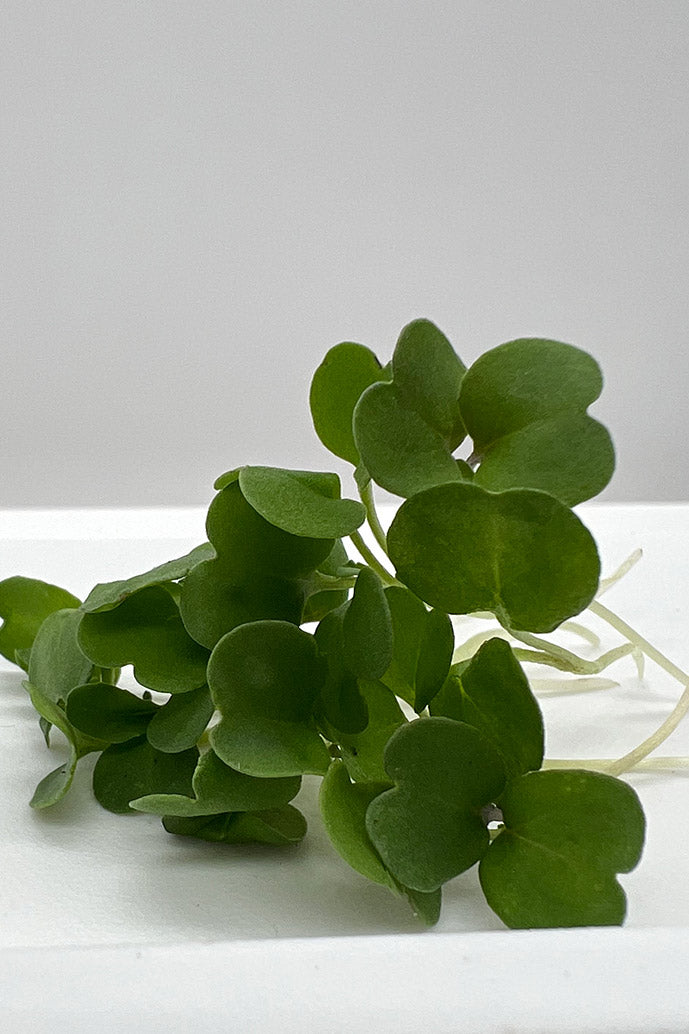 AAM Broccoli Microgreens -6