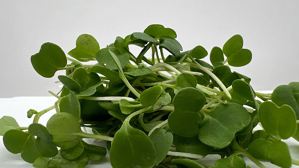 AAM Broccoli Microgreens -5