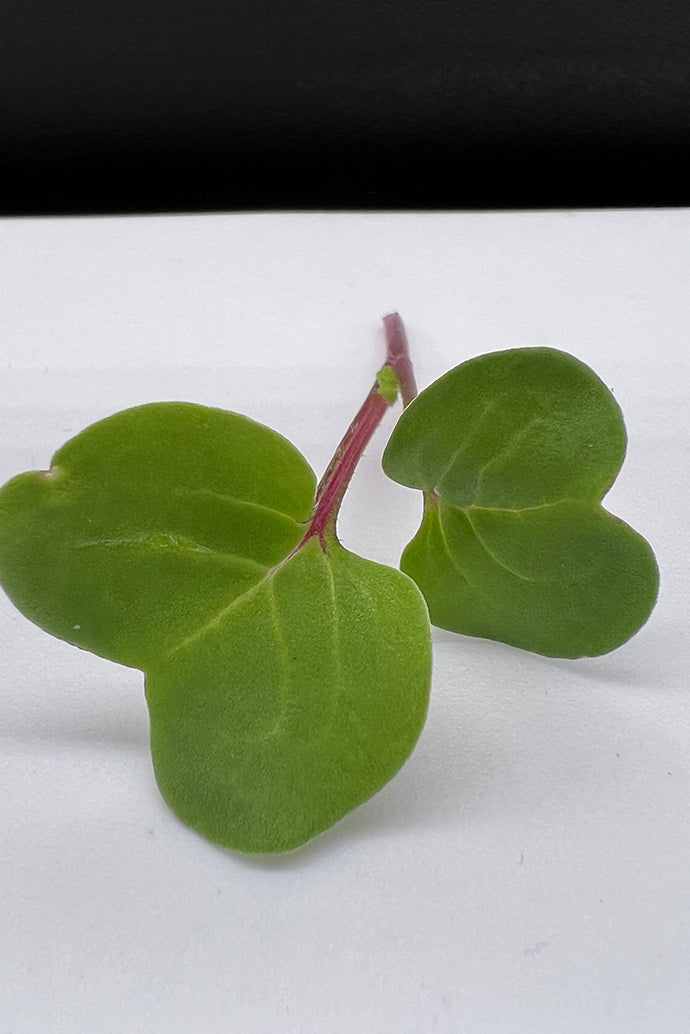 Arizona Artisan Microgreens Radish -1