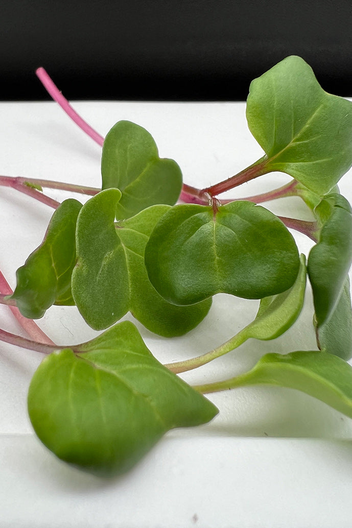 Arizona Artisan Microgreens Radish -2