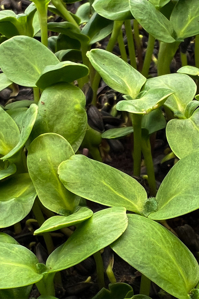 ArizonaArtisanMicrogreens-Sunflower-03