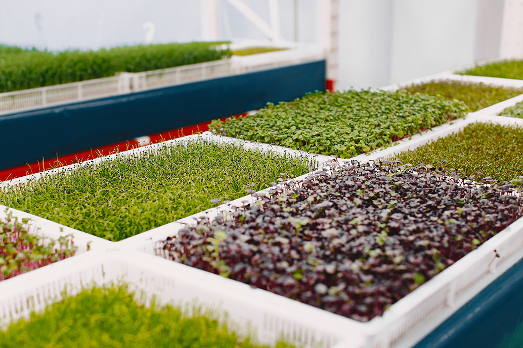 How We Grow Our Microgreens at Arizona Artisan Microgreens