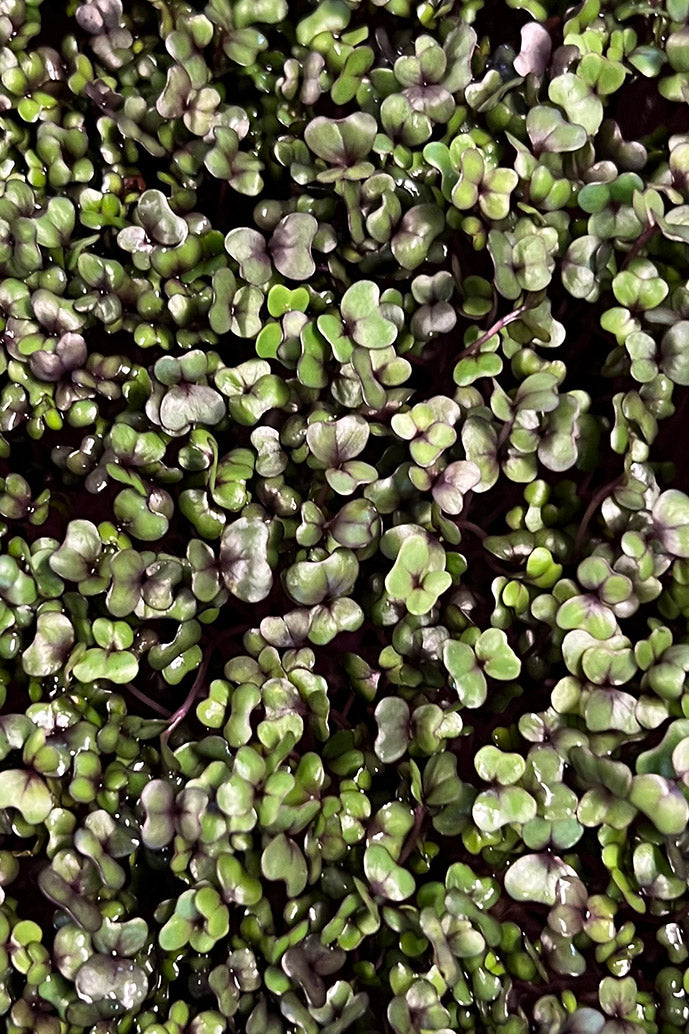 Red Acre Cabbage Microgreens -1