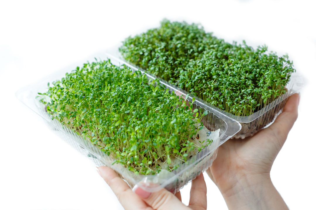 American Artisan Microgreens Available for Delivery In Mesa, Tempe, Phoenix, Scottsdale, Gilbert, and Chandler