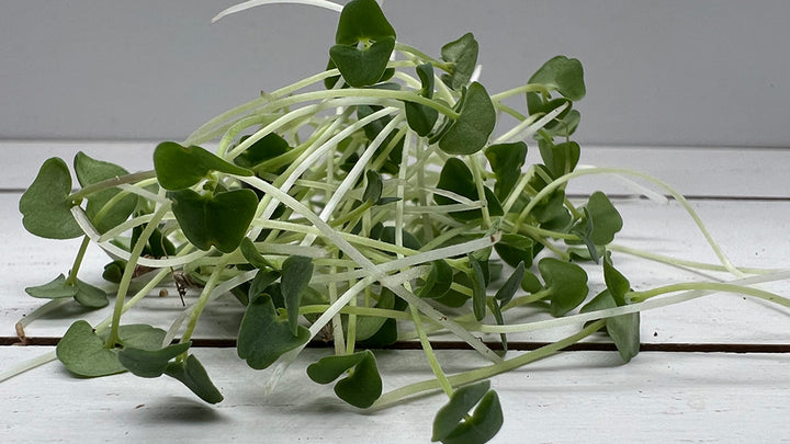 Arizona-Artisan-Chia-Microgreens-4