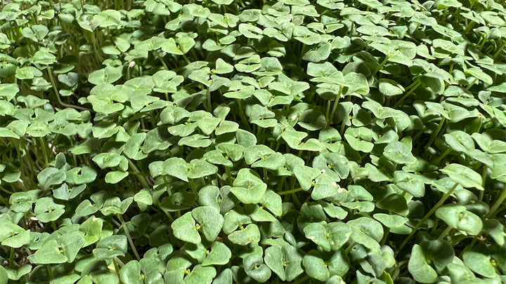 Arizona-Artisan-Chia-Microgreens-7