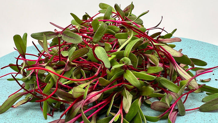 Arizona Artisan Microgreens Bulls Blood Beet -2