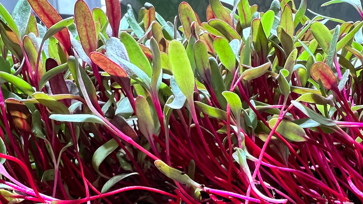 Arizona Artisan Microgreens Bulls Blood Beet -4