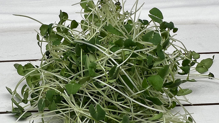 Arizona-Artisan-Microgreens-Kale-5