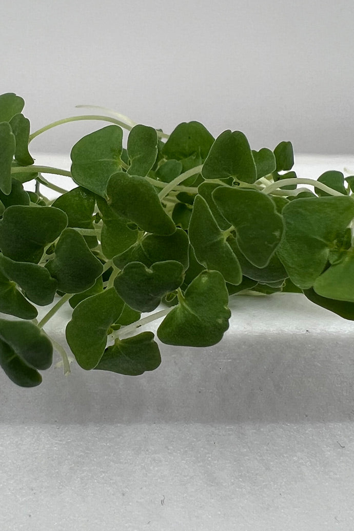 Arizona-Artisan-Microgreens-Kale-4