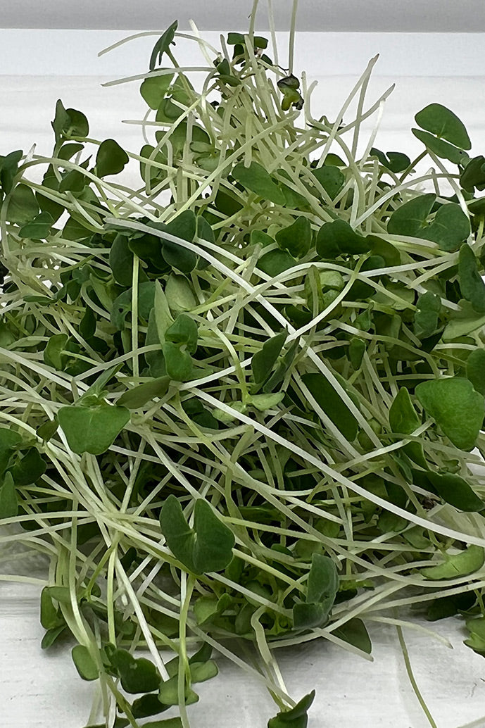 Arizona-Artisan-Microgreens-Kale-2