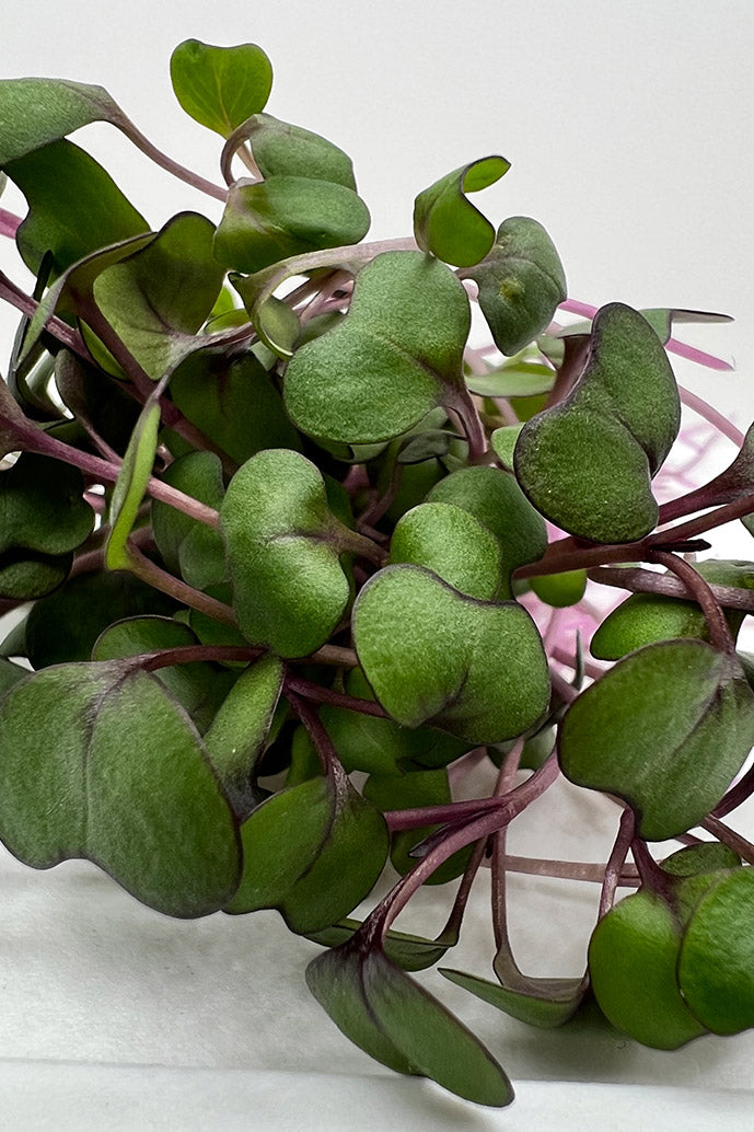 Red Acre Cabbage Microgreens -3