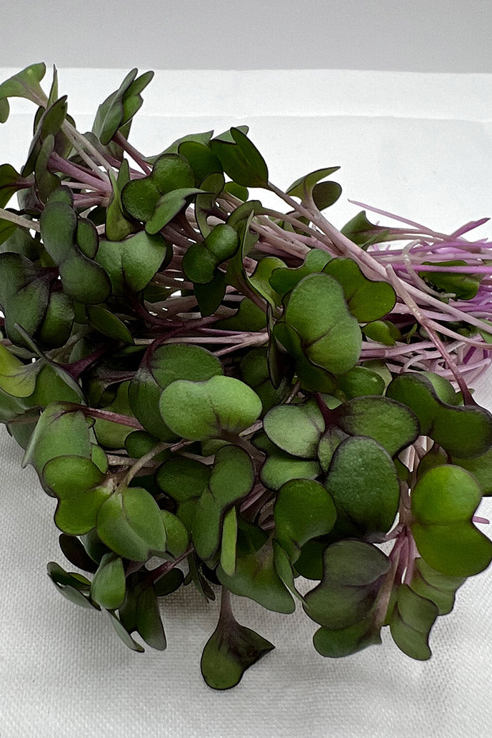 Red Acre Cabbage Microgreens -5