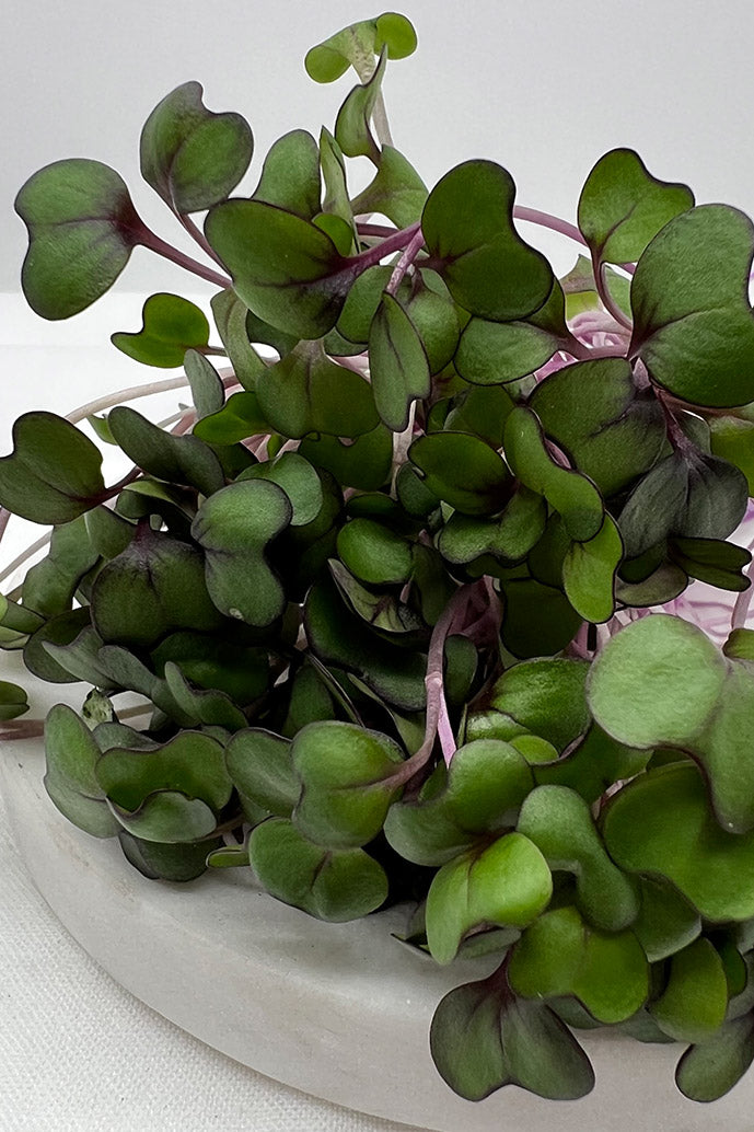 Red Acre Cabbage Microgreens -6