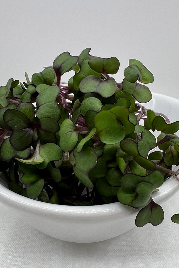 Red Acre Cabbage Microgreens -2