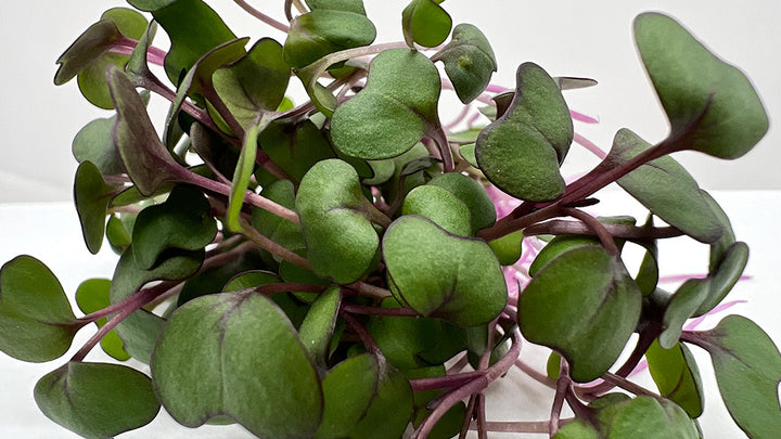 Red Acre Cabbage Microgreens -7