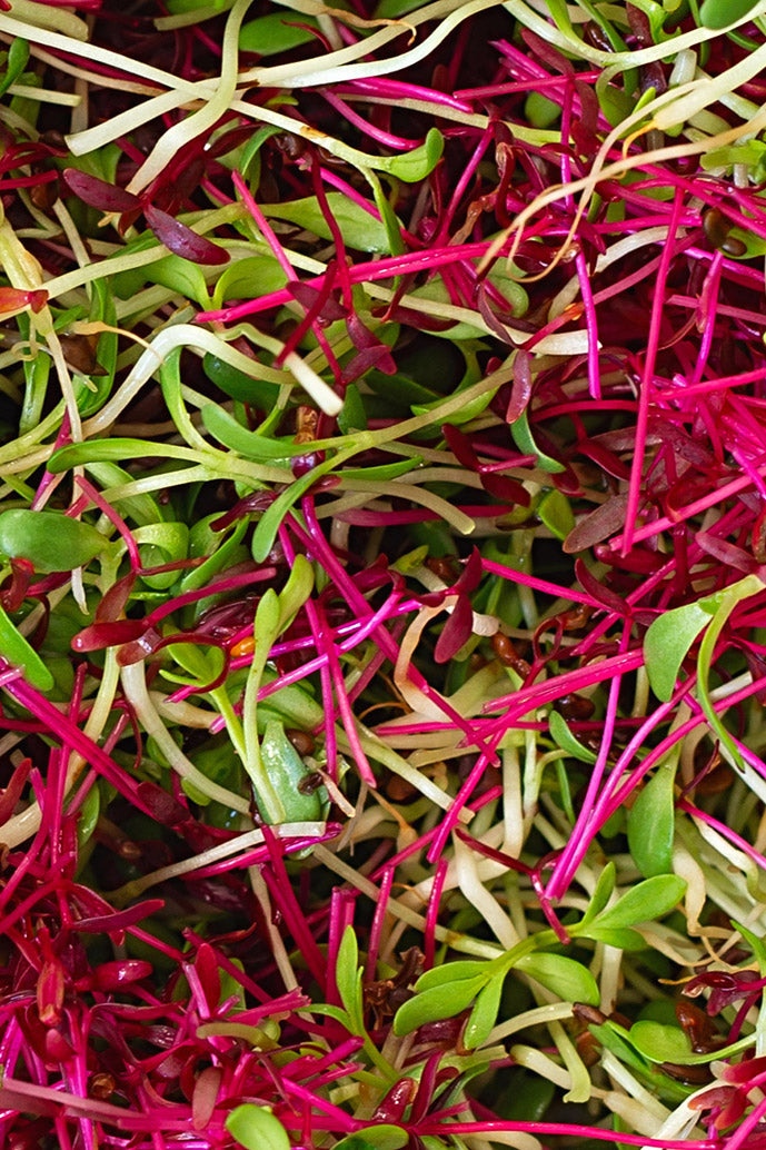 Endless Summer Premium Microgreen Mix -1