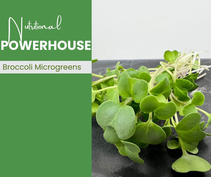 Broccoli Microgreens