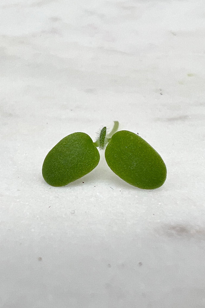 Arizona Artisan Red Clover Microgreens -1