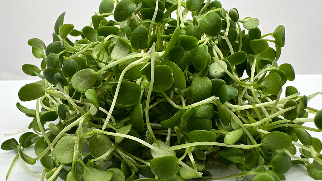 Arizona Artisan Red Clover Microgreens 3