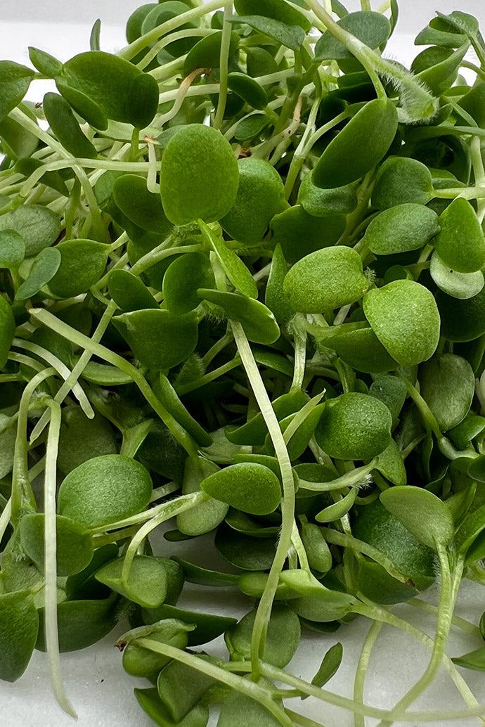 Arizona Artisan Red Clover Microgreens 4