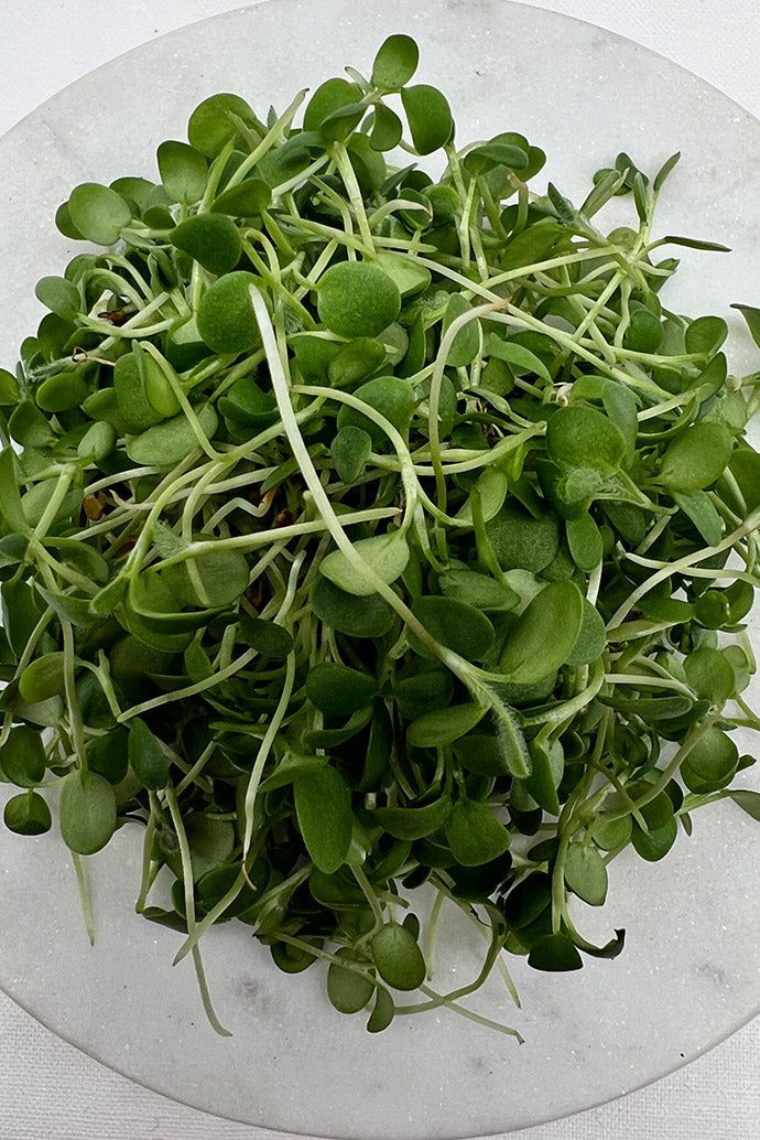 Arizona Artisan Red Clover Microgreens 5