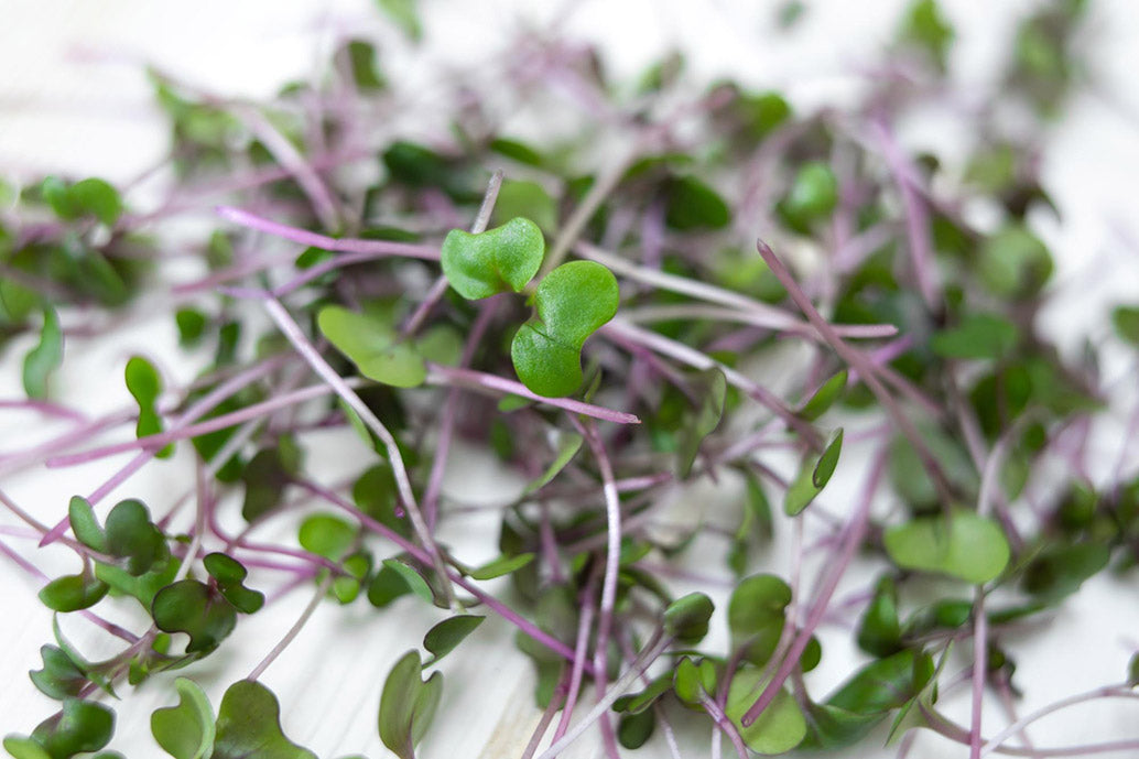 Red Cabbage Microgreens