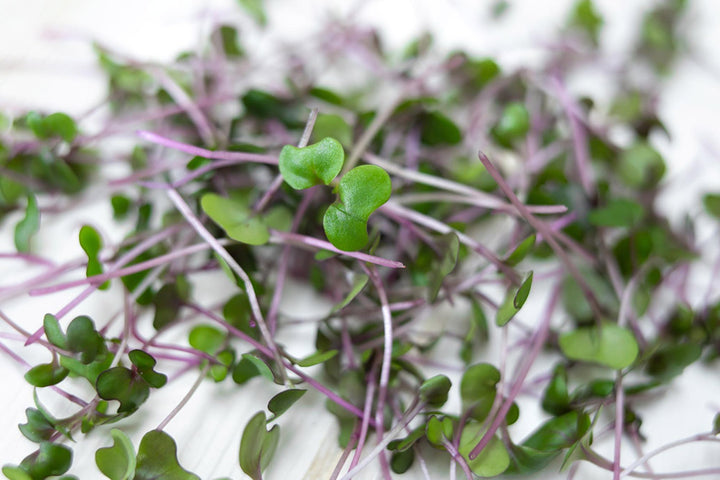 Red Cabbage Microgreens