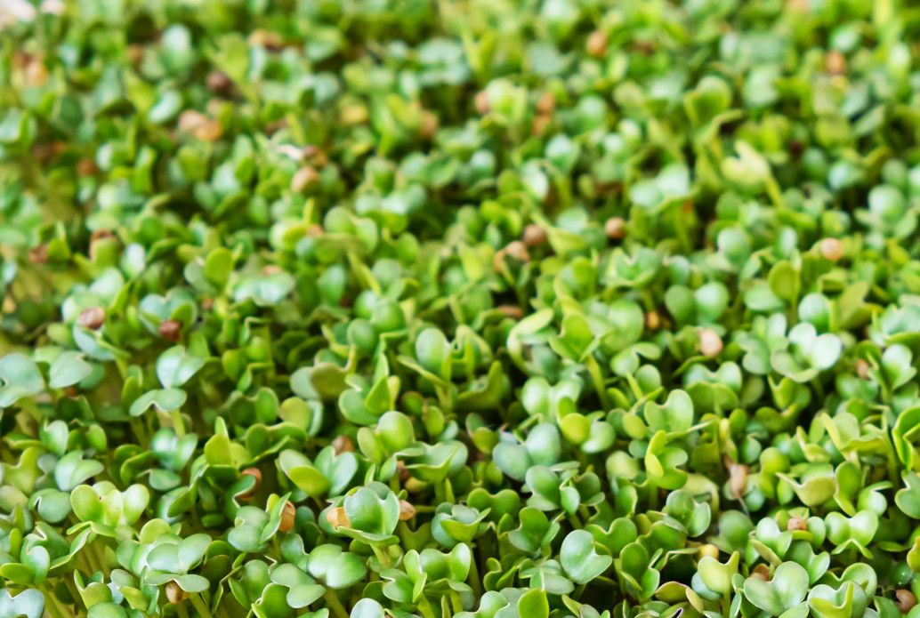 Sprouted Mustard Seed Microgreens